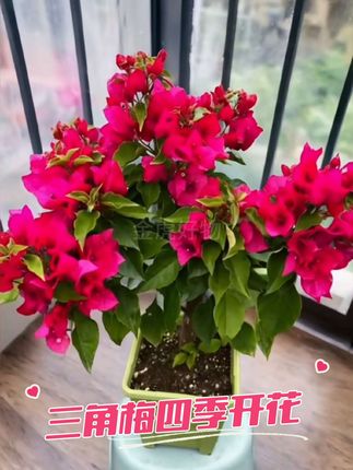 #三角梅 #我的花花草草🌸🌸 #三角梅老桩 #三角梅基地 #三角梅盆景