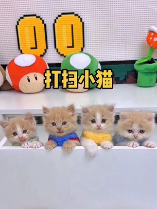 有些猫一觉醒来就在抽屉里了 #小奶猫的成长日记 #铲屎官的乐趣 #猫咪迷惑行为