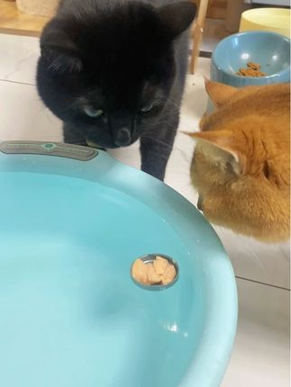今天这局智商测试,二小香完胜! #我镜头下的小猫 #猫咪智商测试 #动物的迷惑行为 #冉家坝F4