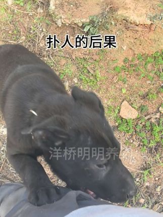 训犬项圈 视频里这款是控制距离1200米带语音功能的,基础款控制距离是500米的,没有语音功能,收到后,先在室内搭配零食奖励,训练狗狗,犯错就惩罚,对了就奖励,训练几天后,狗狗自己就知道怎么做了#训犬项圈 #纠正狗狗坏习惯 #追咬鸡鸭的狗 #撒手没的狗 #翻垃圾桶的狗