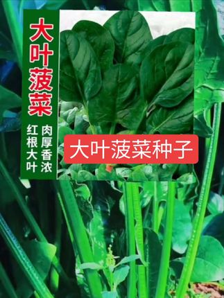 这是一款#大叶菠菜种子#大叶菠菜种植简#阳台小院均可种植#阳台种菜#菠菜种子