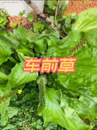 大家看路边有没有一种像野草的植物,它就是大名鼎鼎的车前草。它的外形长得有点像猪耳朵,又有点像车轮,所以又叫车轮菜。懂它的人会把它挖回去清洗干净,煮水喝。如果你不知道哪里有买,或者想省事一点的,可以点击下方小黄车看看,里面都是这种晒干好的车轮菜。#车前草 #干货 #野生 #中药材 #大自然馈赠