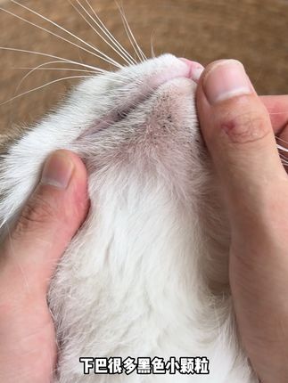 猫咪下巴上的黑色小颗粒可以专用的清洁剂处理的#科学养宠 #萌宠好物 #黑下巴