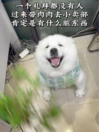 这绝对不是它的问题,肯定是有什么脏东西。 #萌到爆炸了💥 #微笑天使萨摩耶 #铲屎官的快乐 #毛孩子的日常 #搞笑视频