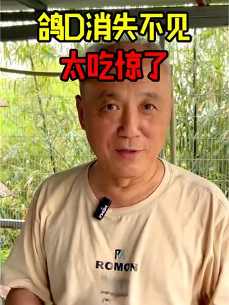 #信鸽赛鸽 #养鸽人 #肉鸽养殖 #种鸽整理