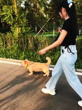 好好活着,日子走着走着就会有答案,照顾好自己 牵引绳#萌宠 #萌宠出道计划 #原创视频 #日常遛狗