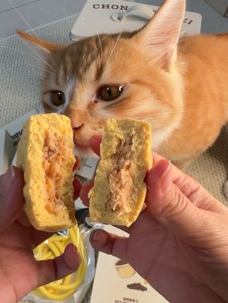 毛孩子的中秋专属月饼!!!中秋月饼当然也要有他的一份#宠物月饼 #中秋月饼 #猫咪专属月饼 #猫咪