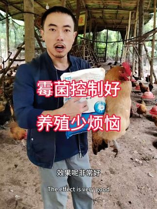 霉菌会给养殖户带来很大损失!要往粮食里面加水的,加蔬菜(草)的,加剩饭剩菜的霉菌更多,喂饲料的霉菌也很多。一定要用脱霉剂把霉菌控制住,不要让霉菌给我们造成伤害和损失,下蛋的鸡鸭鹅都可以用。一包两斤装1000克拌料1500斤,长期给鸡鸭鹅喂上,喂一个礼拜停一个礼拜,循环使用也可以。#养鸡技术 #鸡病防治 #三农 #散养鸡 #返乡创业新农人