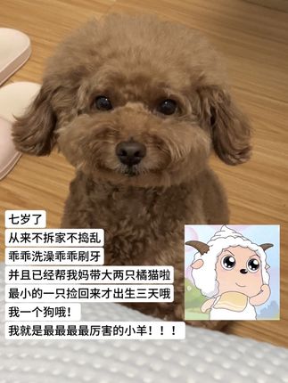 人!笨笨也是最勇敢的小羊! #萌宠 #狗狗的日常 #奇思妙想的小羊 #慢慢长大的小羊一天一天更坚强 #泰迪