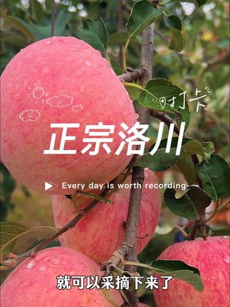 就因为有价格低廉的外地苹果流入洛川冒充洛川苹果,所以才体现了“正宗”两个字的重要意义。#洛川苹果中国红 #脆甜多汁 #达哥产地严选 #优质农产品原产地