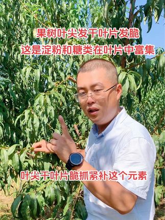 果树叶尖发干叶片发脆这是淀粉和糖类在叶片中富集 进入秋季如果果树叶片叶尖发干叶片发脆一定要及时叶面喷施糖醇硼,硼是植物体内运输营养物质的载体,可以把淀粉糖类转移到果实或者花芽中。有果的树果子膨大增甜增重,没果的树促进花芽饱满#硼肥 #硼肥的作用及功能 #硼肥使用时间 #农大果园管家