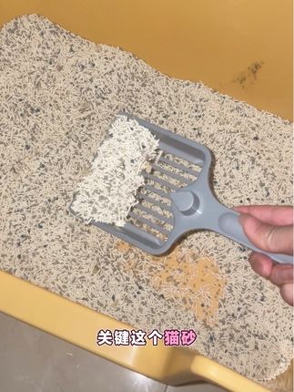 #猫砂测评 #猫砂推荐