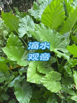 #你的家乡有这植物吗 #有认识这种植物的吗 绿植滴水观音。