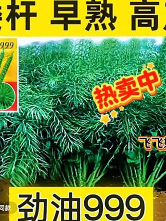 #矮杆劲油999 高产大粒矮杆早熟油菜种子抗病抗倒伏出油多,春季秋季菜种子耐寒抗病#油菜种子 #抖音助农 #助力三农 #优质农产品