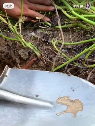 #红薯宝宝补钙补镁微生物#防裂果防畸形膨大水溶肥料#好东西一起分享一下