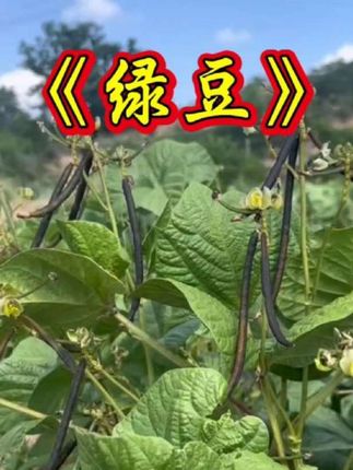 绿豆#植物科普#绿豆 #农业种植 #农作物