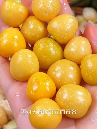 【黑龙江产地直发】东北姑娘果灯笼果新鲜采摘(顺丰包邮)#强烈推荐 #零食推荐 #美食 #舌尖上的美味佳肴 #快来一起尝个鲜 @DOU+上热门