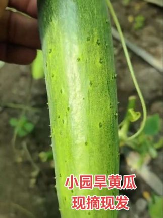 #旱黄瓜 #小园旱黄瓜 #黄瓜 #现摘现发新鲜到家 #无限回购的宝藏单品