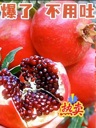 【正宗突尼斯软籽石榴树苗】南方北方盆栽地栽种植石榴苗果树苗#优质树苗