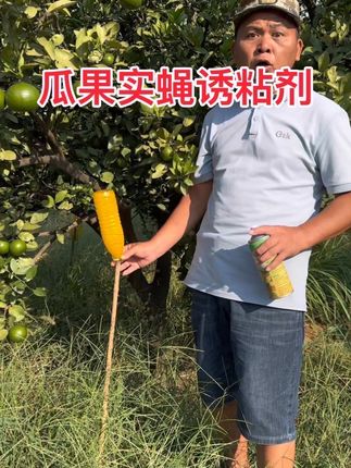 瓜果实蝇并不吸食蔬菜瓜果,用屁股上的一根刺刺入瓜果蔬菜皮层里头。然后产卵繁殖。引起果实发烂脱落。诱粘剂赶紧粘它哦。#果树种植 #养花种菜 #病虫害防治 #果实蝇 #瓜果实蝇诱粘剂