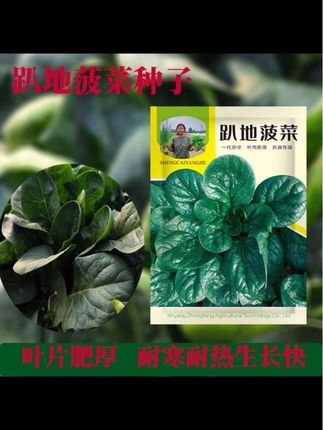 趴地菠菜种子 四季抗病耐热寒春秋农家菜园蔬菜 #趴地菠菜种子 四季抗病耐热寒春秋农家菜园蔬菜#田间管理 #种菜 #农民生活