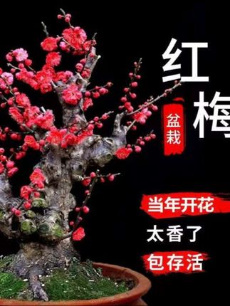 (买一送一)带芽浓香型梅花树盆栽室内外庭院阳台耐寒老桩花卉绿植#盆栽##腊梅#盆栽#梅花