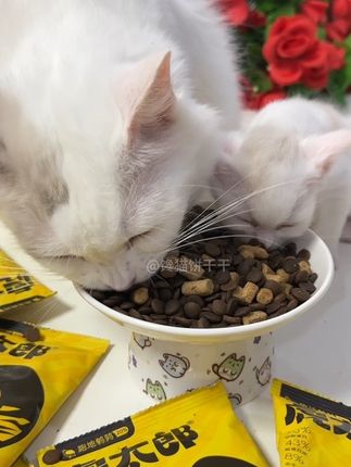 虎太郎鲜肉冻干猫粮,长肉胖腮呵护肠胃,猫咪超爱吃#萌宠好物 #猫粮推荐 #新手养猫 @DOU+小助手