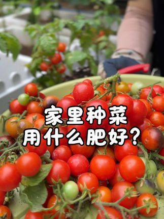 家里种菜就用鱼蛋白肥,丰产又好吃! #养花小知识 #家庭种植 #在家种菜 #花卉绿植 #芥末花园