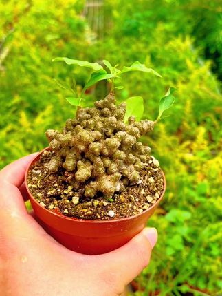 #藤三七 藤三七可食用爬藤绿植懒人盆栽苗办公室茶桌盆景素材庭院阳台花卉#三七 #三七种植 #三七粉 #田七