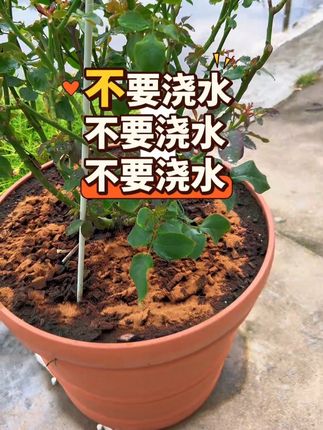 夏天月季很容易黑斑,炭疽了,爆发性极强,黄叶掉叶速度快,稍微不注意就黑杆了,因为一会儿天晴,一会儿下雨。喷药被雨水冲刷了,难以防住,别急还可以这样,以菌治菌,用枯草芽孢杆菌的活性菌,抵御雨水中的真菌,直接撒在盆里,如果土壤很湿,还在下雨,就直接撒进去,别浇水。在盆土表面形成一道保护屏障,还能生根活化土壤。拍一发一,拍二发四。保苗壮苗值得!!#月季养护 #种植小技巧 #月季花病虫害防治 #爱花海 #枯草芽孢杆菌
