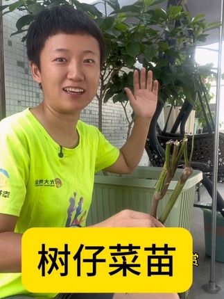 树仔菜苗来啦! 营养丰富,野菜家养的典范。种起来吧#树仔菜 #树仔菜苗 #记录我的种植生活