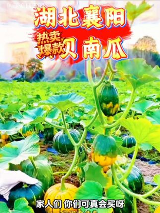 #强烈推荐 #新鲜采摘 #贝贝南瓜 #好吃分享 #抖音助农扶农 。,@热门视频推荐👌 @抖音小助手 。,@红姐【818】数字商船。