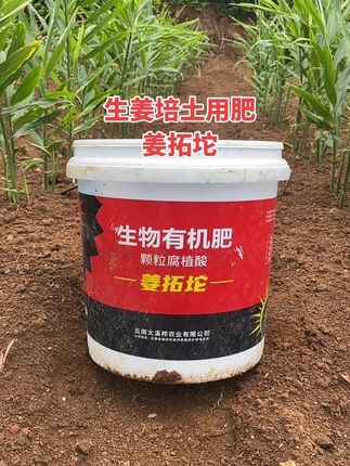 生姜种植#种植方法