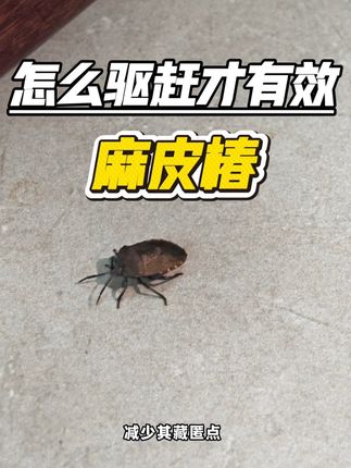 家里的麻皮椿怎么驱赶才有效?可采用物理封堵缝隙:使用密封胶或防虫条封住门窗缝隙,阻断麻皮蝽进入室内路径。清理栖息地:定期清理枯叶杂草、树洞等越冬场所,减少其藏匿点。若虫害严重,就要采取化学防治。可使用长效滞留型杀虫剂(如这款椿象家用卫生杀虫剂)喷洒窗框、纱窗及缝隙处。避免拍死麻皮蝽,其体内臭液接触皮肤可能引发过敏,需用纸张转移后室外处理。如发现灰白色块状虫卵(每块14颗)就是麻皮蝽产的卵,需及时摘除销毁,防止孵化幼虫。#麻皮蝽 #椿象 #臭屁虫 #臭大姐 #臭屁虫杀虫剂