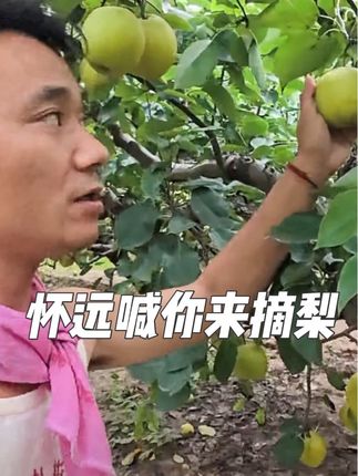 #新鲜采摘 #砀山梨 #厉怀远 #怀远认亲 #寻亲