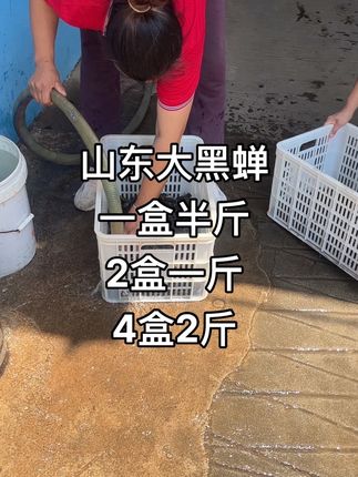 山东黑蝉新鲜美味聚划算#强烈推荐 #好货 #知了猴 #优质农产品
