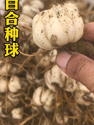 百合种子百合种球#源头好货 #中药材 #抖音助农扶农