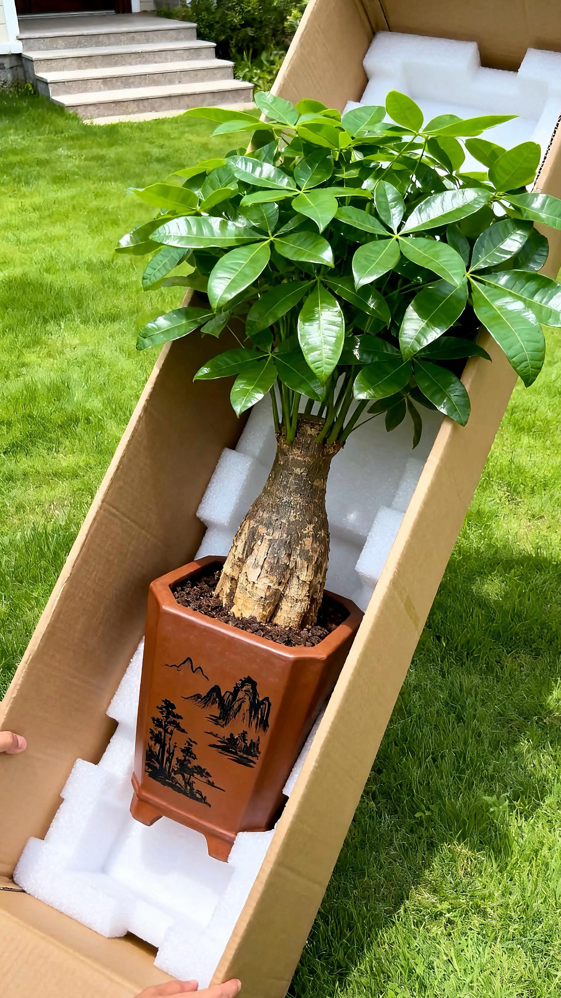 谁家里还没摆上这盆发财树啊个!油亮的叶片像被打了蜡,支棱得整整齐齐,往客厅一放,瞬间拉高家里格调,贵气又不张扬~每次朋友来都要问链接,说看着就旺财运! 关键是它真的太懂事了!懒人完全能hold住: 浇水不用勤,盆土干了再浇透就行,夏天一周一次足够; 放阳台散光处或客厅角落,不用特意晒太阳也能疯长; 偶尔擦擦叶子除尘,叶片能亮到反光; 我家这盆养了大半年,从半米长到快一米,新叶蹭蹭冒,看着就生机勃勃的,每天路过都想多看两眼~摆在玄关、电视柜旁都超合适,暗戳戳把“招财进宝”的祝福藏在家里每个角落! 还在纠结家里缺盆绿植的姐妹,听我的冲发财树! 好养、颜值高、寓意还好,摆着就是一道会呼吸的风景线,谁能拒绝一棵会带来好运的树啊!#发财树#室内绿植#懒人养花 #家居好物#招财植物