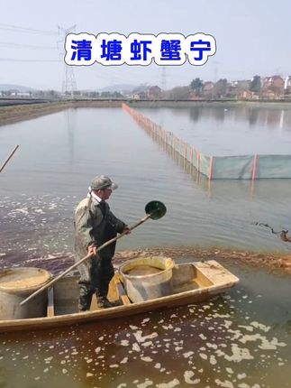 清塘虾蟹宁#虾蟹养殖 #三农服务