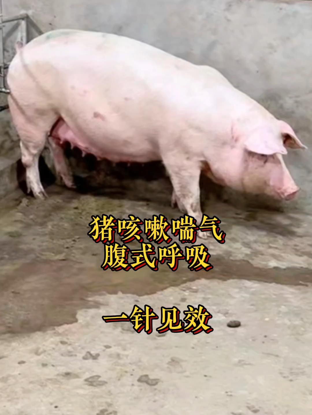 #养猪人 #养猪 #养猪人不容易 #猪病防控 #养猪人加油干
