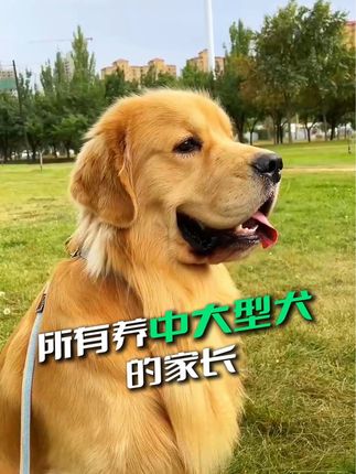 所有养中大型犬的家长一定要注意#养狗经验分享 #养宠知识 #宠物狗 #鲨鱼软骨素#无限回购的宝藏单品