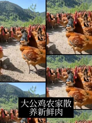 大公鸡农家散养现杀现发杂粮土鸡走地鸡三黄鸡整鸡新鲜鸡肉老公鸡。#农产品 #家禽 #生态散养土鸡 #土鸡蛋 #家禽养殖