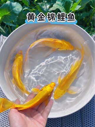 【黄金锦鲤:水中流淌的金箔祥瑞】 一身金鳞如碎金铺就,琥珀光泽随波流转,游动时像淌动的阳光河,尾鳍舒展似掀起金色涟漪,每一次摆尾都透着灵动贵气。自古便是吉祥使者,鳞片闪烁的不仅是光泽,更藏着人们对顺遂生活的期盼。皮实易养,新手也能轻松照料,静时是幅流动的金箔画,动时是跃动的福气符,让寻常日子沾几分贵气与生机,成家中最鲜活的吉祥景致。#黄金锦鲤 #锦鲤 #水族爱好者 #观赏鱼 #养鱼人 @抖加🔥上热门🔥dou+🔥热点宝