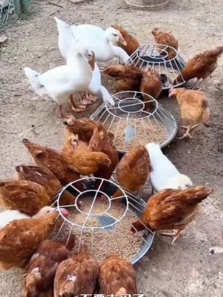 再也不怕鸡鸭鹅打翻食槽,自动喂食让喂鸡变得轻松简单,养鸡总担心食物不够吃,这款神器让他们自由进食#鸡鸭鹅喂食槽 #家禽养殖#喂食器#鸡鸭鹅养殖