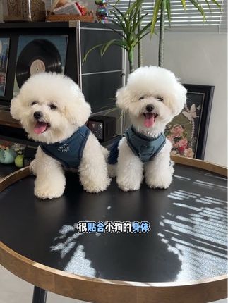 这么可爱的小狗能不爱呀#比熊 #萌宠好物 #狗狗衣服