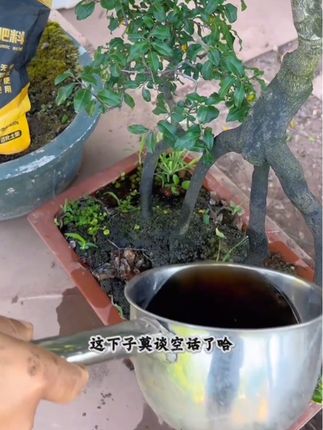 #花肥#水溶性肥料 #盆栽养护