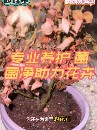 你还在为家里花卉枯萎苦恼吗,就用这个菌菌净#花卉绿植#养花小技巧#爱生活爱养花#菌菌净