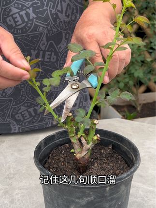 记住这几句顺口溜,接下来你也能成为养月季高手 #花卉绿植 #种植小技巧 #养花小知识