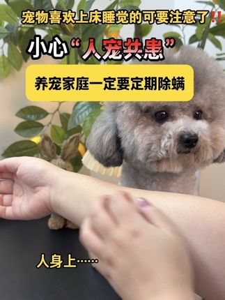 如果你家狗狗喜欢上床睡觉,各位家长们可要注意了#狗狗身上痒 #萌宠好物 #新手养狗 #养狗经验分享 #狗狗除螨