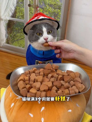 猫咪满3个月就要补铁了,酥脆又美味的兔血冻干,猫咪超爱吃的#养猫好物 #兔血冻干
